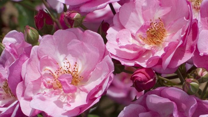 Grand Prix - 2e édition : Rosa LOUIS BLERIOT® ‘Meibiviers’. Obtenteur : Meilland. ©SNHF